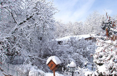 Au verger, soleil de retour aprs la neige - le 5 mars 06